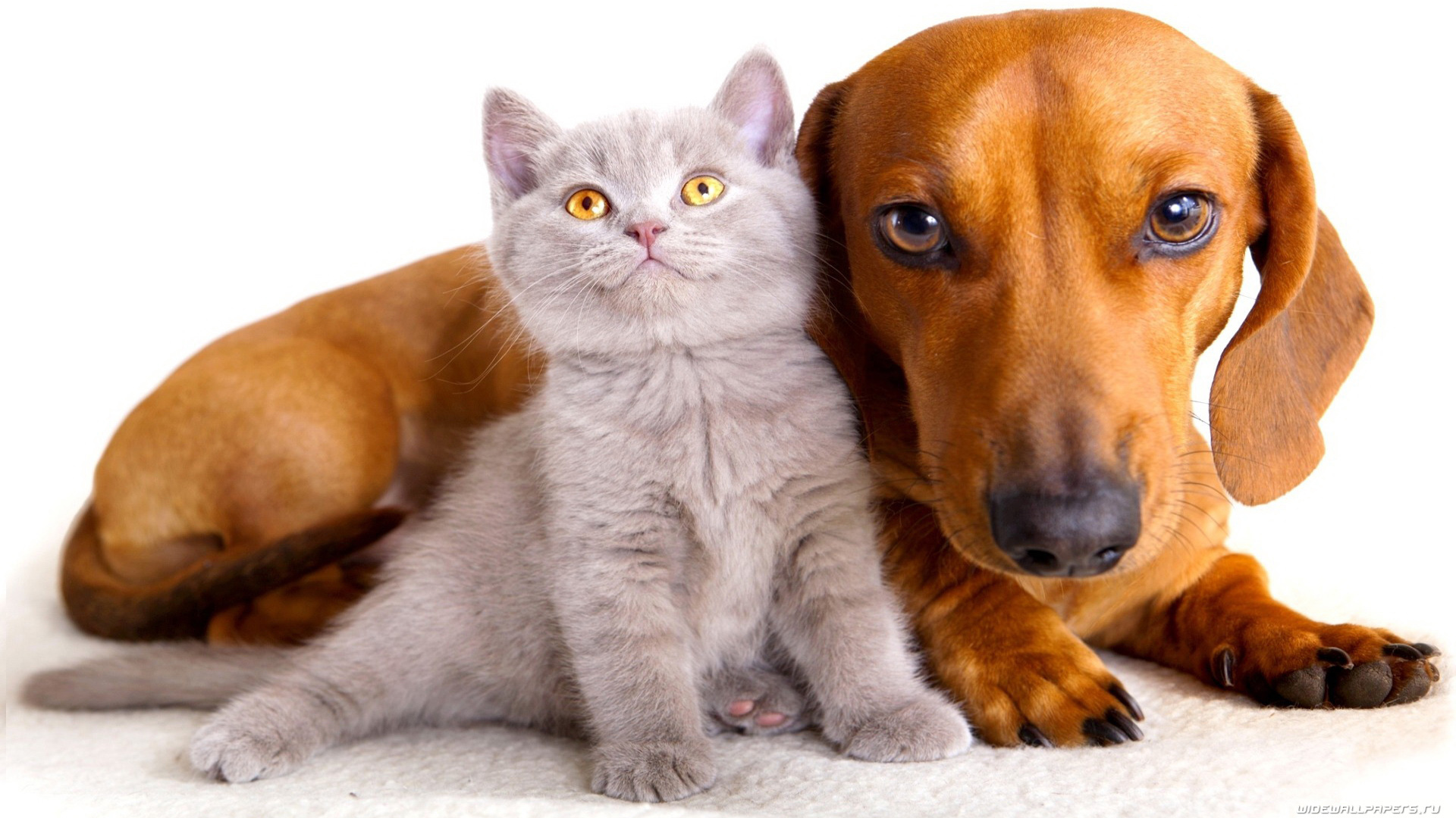 small grey cat and dachshund