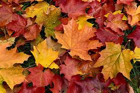Fall Leaves